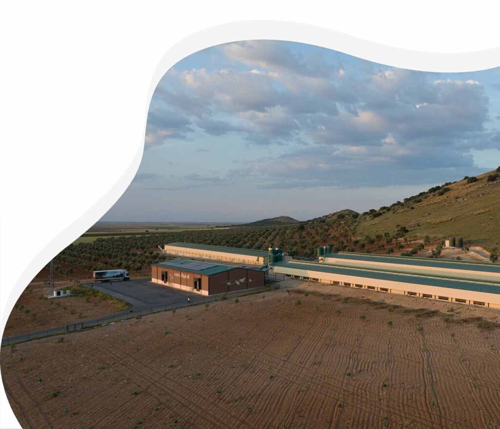 La carbonera de avicola dorado