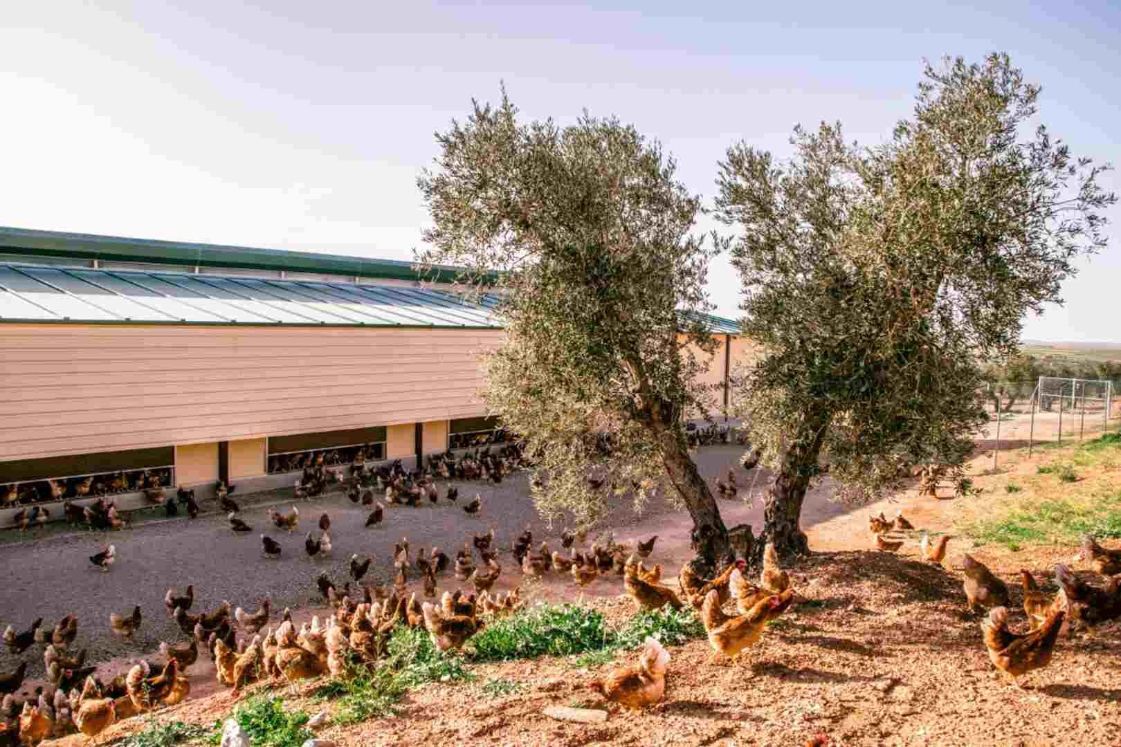 Granja de gallinas Avicola dorado