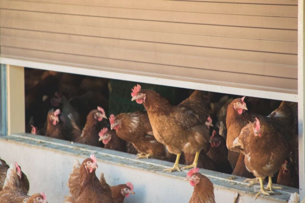 5ef1e5d13d8908c8767fbfaa 26042018 Campero Dorado (26)