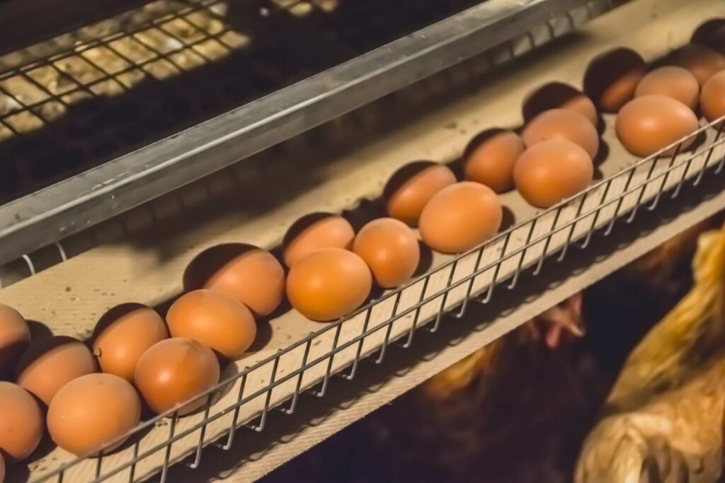 Huevos recién puestos en la carbonera