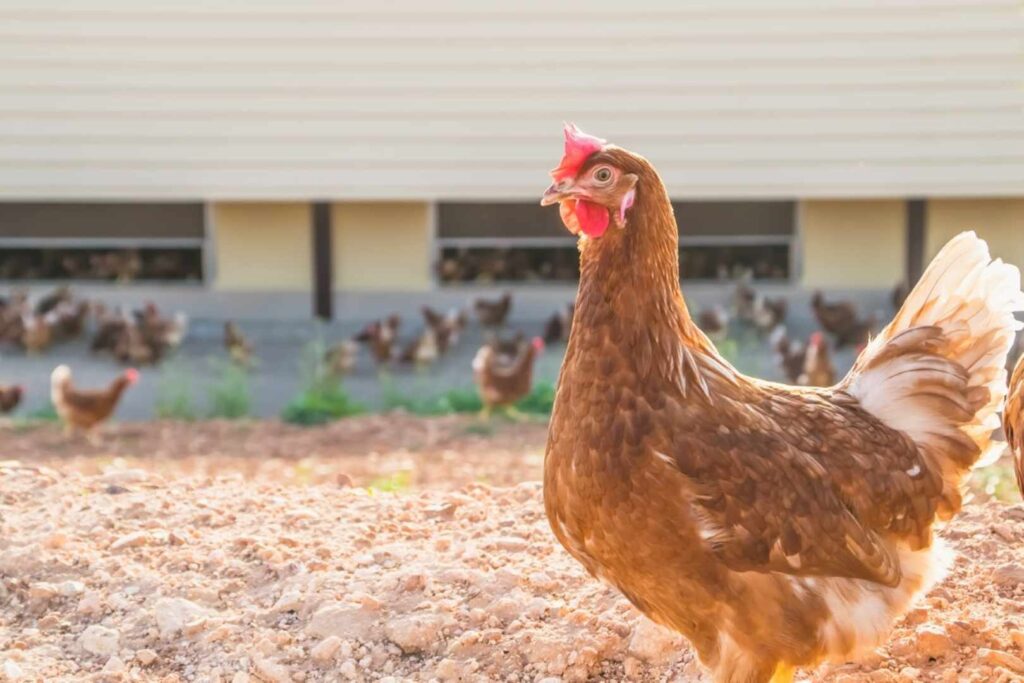 Gallina de Avícola Dorado mirando a la cámara