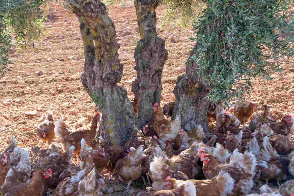 Gallinas alrededor de un árbol