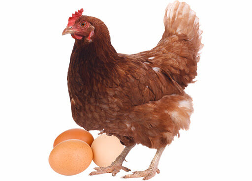 Gallina junto a sus huevos