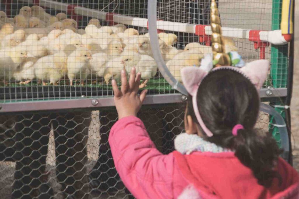 Granja escuela de gallinas y pollitos