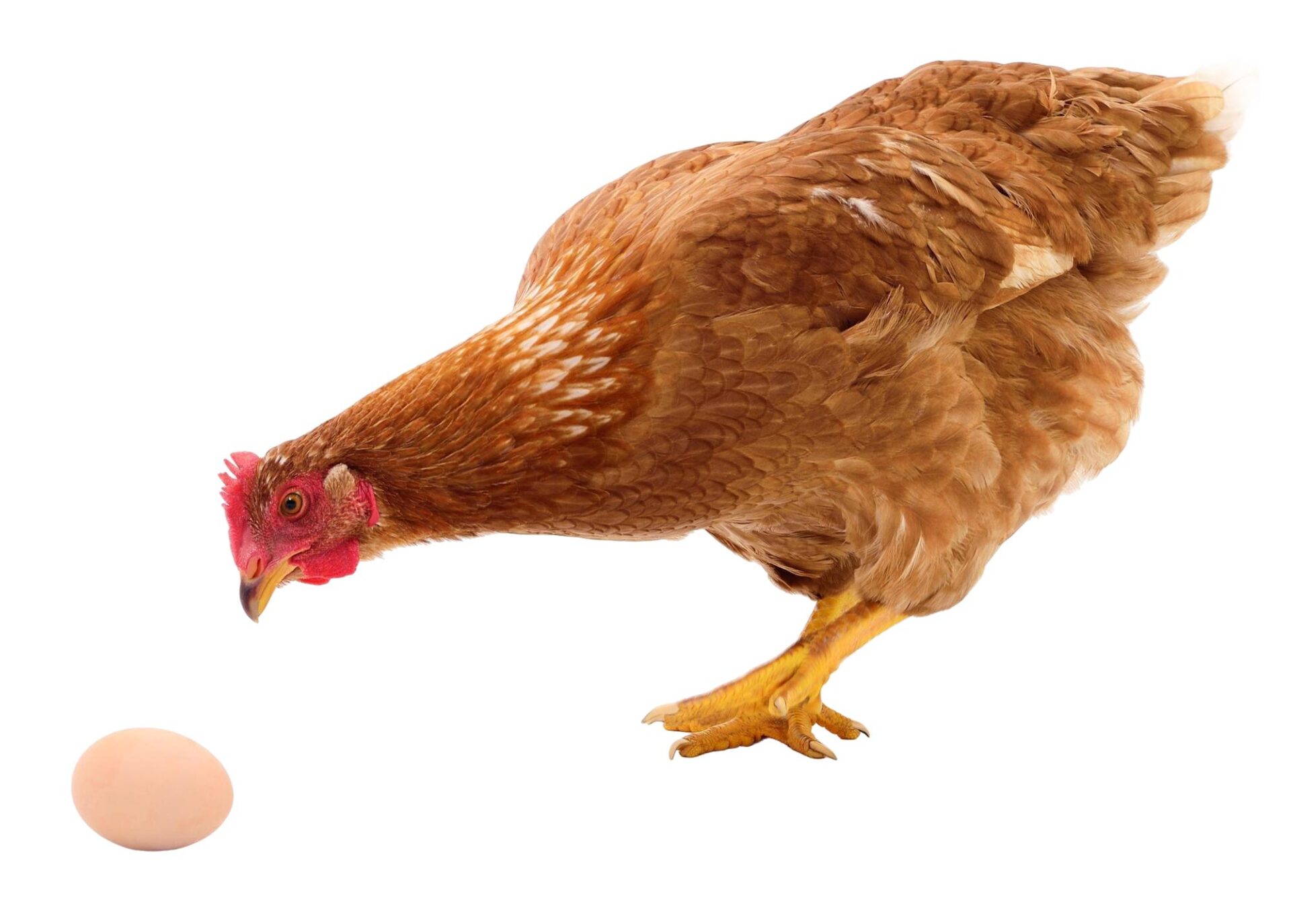 Huevo y  gallina marron